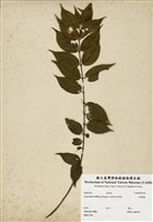 藏品(瓢簞藤)的圖片